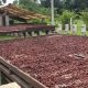 Identifican nuevas perspectivas sobre la presencia de cadmio y su gestión en la producción de cacao