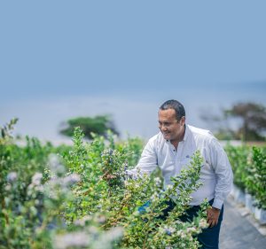 El arándano de hoy requiere de una calidad excepcional y una genética ‘tropicalizada