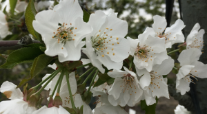 Investigarán variación del ciclo de floración de los cerezos por impacto del cambio climático