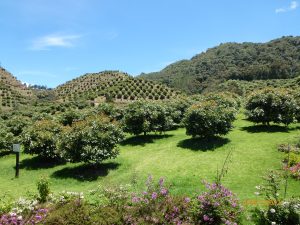 Aguacateros colombianos se consolidan como líderes en sostenibilidad