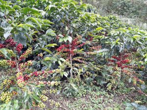 Exceso de frutos en cultivos de café reduce la cantidad de hojas y genera un déficit de nutrientes