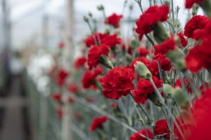 Colombia promueve las nuevas variedades de claveles que marcarán tendencia este año