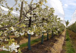 Superficie frutícola suma 375.000 hectáreas en Chile