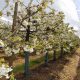 Superficie frutícola suma 375.000 hectáreas en Chile