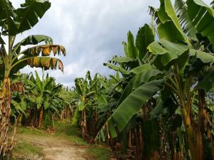 Fusarium R4T: Medidas para proteger el sector platanero y bananero en Colombia