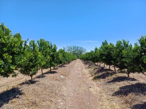 Cítricos con un motor de valor agregado