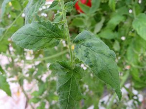 Virus rugoso del tomate (ToBRFV), una lucha continua