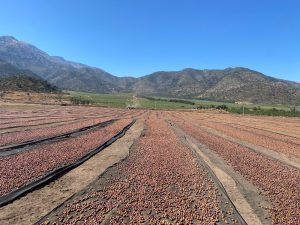 Por el atractivo de China e India no debemos descuidar los demás mercados