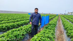 Fallece José Cordero, asesor internacional que impulsaba la investigación en fresa