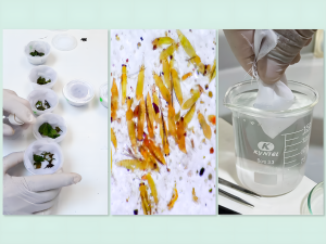 Desde Perú y México se desarrollan nuevas herramientas para el manejo de thrips Scirtothrips dorsalis