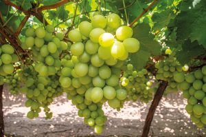 Chile proyecta exportar 35 millones de cajas de uva de mesa a Estados Unidos