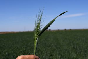 Buscan estrategias contra el carbón parcial en el trigo de Baja California Sur