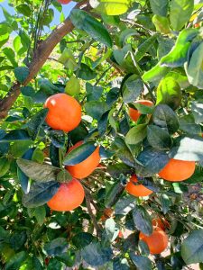 Más acción bioestimulante y mejoras en la estructura y la superficie de la raíz en cultivos de cítricos