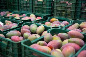 EE UU y la UE se consolidan como destinos de potencial crecimiento para el mango mexicano