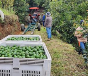 Westfalia Fruit Colombia culmina con éxito las pruebas de cosecha con contenedores bins