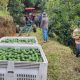 Westfalia Fruit Colombia culmina con éxito las pruebas de cosecha con contenedores bins