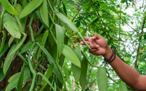 Impulso a la conservación genética de la vainilla mexicana