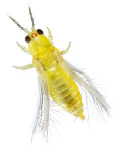 La batalla contra Scirtothrips dorsalis para proteger al arándano