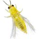 La batalla contra Scirtothrips dorsalis para proteger al arándano