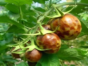 Trips, la estrategia de control pasa por el manejo integrado de plagas