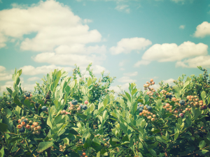 La radiación y la intensidad lumínica pueden frenar el éxito del arándano