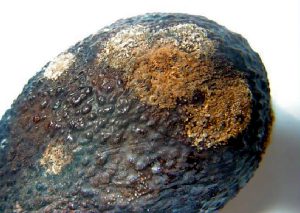 Claves de manejo e identificación de antracnosis  en aguacate