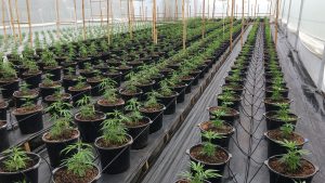 Determinan rendimiento y alcance en tres variedades de cannabis medicinal en Colombia