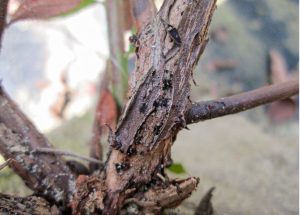 Fenómeno El Niño y la mayor susceptibilidad a los hongos de madera
