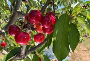 En el año del dragón, Chile aumentó su apuesta por China y se estima que negocio de cerezas supere los US$3.000 millones