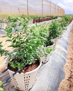 Nace en Piura un complejo agroindustrial enfocado en el arándano