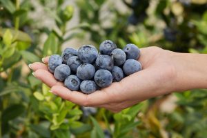 Fall Creek® iniciará este año la exportación de plantas de arándanos a Colombia desde Perú