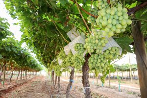 INIA-G4, los nuevos avances de la variedad 100% chilena