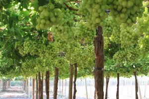 Resistencia a enfermedades, pulpa de color, sabores sorprendentes, y más…