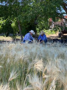 Plataforma de Investigación Multidisciplinaria impulsa agricultura sustentable en Hidalgo