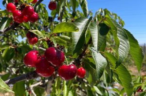Seminario de cerezas primores ya calienta motores para su tercera edición