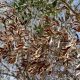 Reportan 2 variedades de olivos que serían resistentes a Xylella fastidiosa