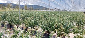 Crecer a base de genética ‘premium’ y alianzas comerciales