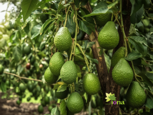 Inducción en paltos y brasinoesteroides