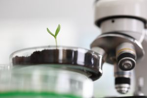 Sumitomo Corporation invertirá en la empresa de biocontrol Bio Insumos Nativa
