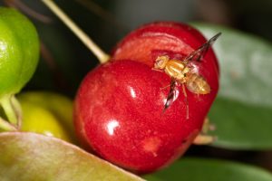 Chile comenzó campaña de erradicación de la mosca de la fruta