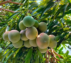 Una nueva edición del Foro del Mango de Oaxaca ya calienta motores