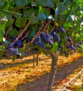 Valle del Itata tendría un 50% menos de producción de uva