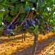 Valle del Itata tendría un 50% menos de producción de uva