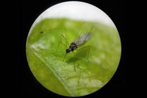 Insecto hallado en Colombia, sería clave para controlar planta invasora en Australia