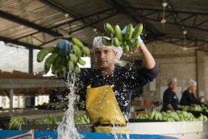 Todo listo para la realización del 2º Congreso Bananero del Caribe colombiano en Santa Marta