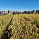 Impulsan sistema de riego en cultivo de arroz para reemplazar la tradicional inundación