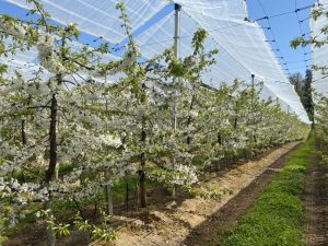 Obstáculos superados en la zona central y gran cosecha en el sur