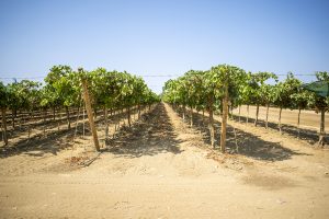 La Portada reprograma sus cosechas