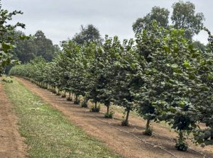 Myconativa, una apuesta por la agricultura más sostenible