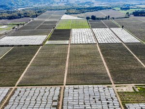 La generación de los cerezos de EDE
